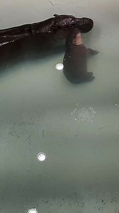 1.5M views · 38K reactions | Wishes do come true!﫧✨ We're thrilled to launch the Poppy Cam, a new live stream of Iris and Poppy's daily adventures . Watch as Poppy drifts into the sweetest, underwater dreams. 鍊 Read more: https://metrorichmondzoo.com/newsroom/pygmy-hippo-live-stream/ | Metro Richmond Zoo | Facebook