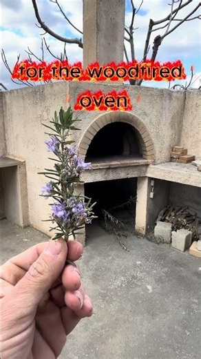 Pure ASMR: Harvesting Fresh Rosemary 🌿 - ASMR: Κόβοντας Φρέσκο Αρισμαρί