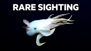 Sightings of Dumbo octopuses are rare, so navigators were enthralled when one appeared on their submersible's camera on a deep-sea dive near Hawaii. | Insider News