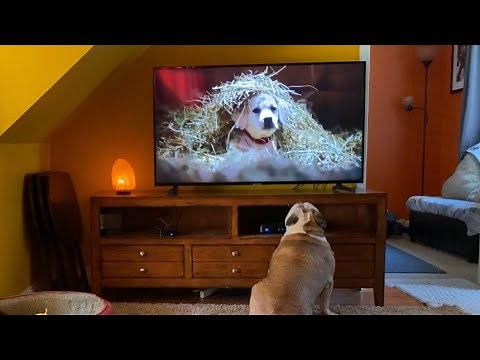 5 Years Later, This Bulldog Hasn’t Forgotten Budweiser’s “Lost Dog” Commercial