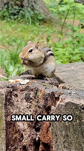 Why Do Chipmunks Have Puffy Cheeks? #chipmunk #animalfacts #viral #shorts #facts #shortfeed #animals