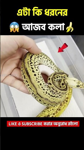 বড়ই আজব চিনতে পারবেন না | Amazing Facts by Research Bangla #shorts