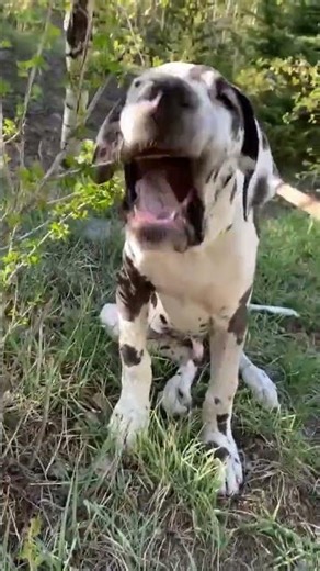 Unbelievable Viral TikTok Moment 🔥 #Shorts #fun