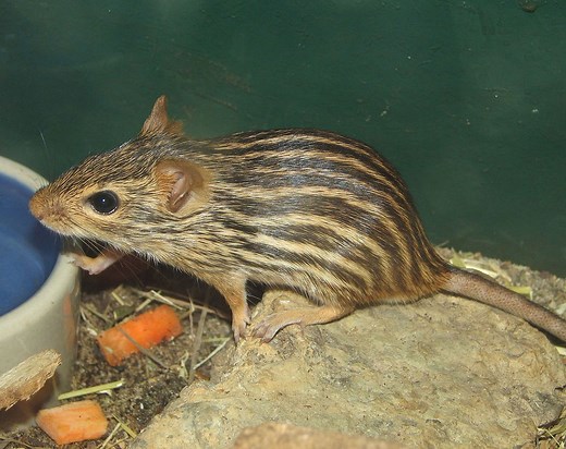 Zebra Mice - Learn About Nature
