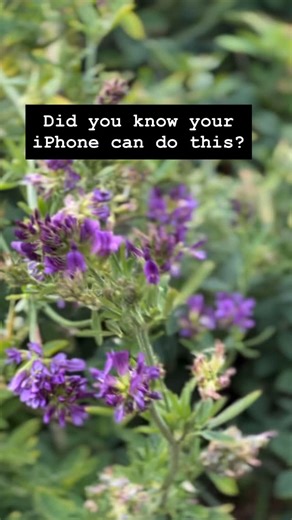 Ever wondered what that beautiful flower was called? Here’s a little iPhone tip that unlocks nature’s secrets in seconds 🌿 I’ve been capturing more seaside floral moments lately – and the details are just stunning when you stop to look. ✨ Save this trick 🌸 Try it next time you’re on a walk 💬 Let me know what flower you recognise on the seafront | St Annes Beach Huts
