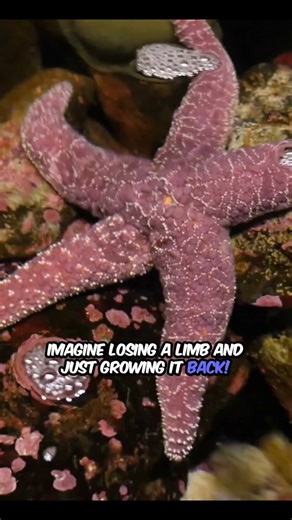 Fascinating Starfish Facts