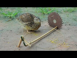 Quick and Easy Primitive Bird trapping Technique - Quail Trap DIY