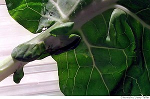 Collards / Underrated collards so full of minerals you can taste 'em