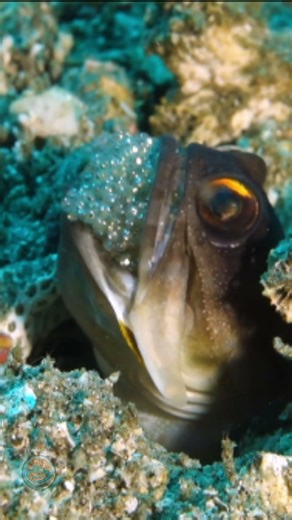 This Fish Carries Its Eggs in Its Mouth!