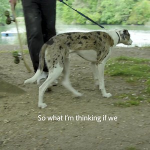 We surprised dog walkers with a photoshoot and Adobe Lightroom edits of their BFF. Their reactions are priceless! | Adobe Lightroom