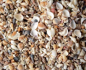 200 Small Natural Seashells: Beach Decor, Shell Crafts (1/3-1/2") - Etsy