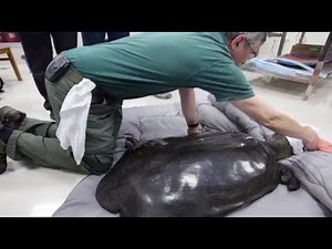 One of Last Four Known Yangtze Giant Softshell Turtles Dies in China Zoo