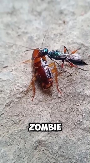 Nature In Focus on TikTok