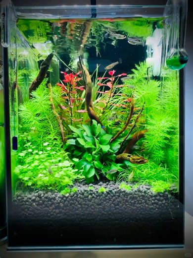 A&Aqua Pro | Mini Desktop Aquarium#fishkeeper #aquascapes #aquascape #reelsfacebook #reelsinstagram😍 #fishtank #aquariumsupplies #aquariumlife #aquarium | Instagram