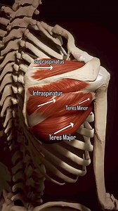 💪 Entendiendo el Manguito Rotador: Clave para la Salud de tu Hombro 💪El manguito rotador es un conjunto de cuatro músculos que rodean la articulación del hombro, brindándole estabilidad y movimiento. 🔄 Vamos a conocerlos un poco más:🦴 Origen e Inserción:Supraespinoso: Se origina en la fosa supraespinosa del omóplato y se inserta en el tubérculo mayor del húmero.Infraespinoso: Se origina en la fosa infraespinosa del omóplato y también se inserta en el tubérculo mayor.Redondo menor: Nace en el