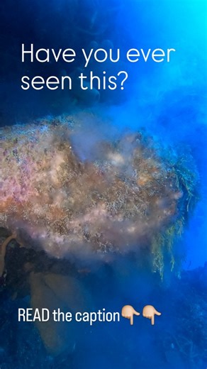 Blu-emotion Cozumel ブルーエモーション on Instagram: "This is a beautiful phenomenon✨️✨️ A Sea sponges releasing sperm into the ocean. One of the oldest reproductive strategies on Earth. They can reproduce both sexually and asexually, and most species are hermaphrodites — acting as male or female at different times. During sexual reproduction, a sponge may release sperm into the water column, where it is carried by currents and captured by other sponges during filtration. What you’re seeing here is a spa