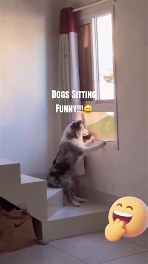 This is a funny compilation video of dogs sitting in hilarious positions — upright, upside down, completely flat out splayed — every one is extremely funny and will make you laugh! Does your dog ever sit in funny positions? Please share your photos in the comments! #sittingpose #dogsfunny #funnydogmoments #funnydogvideos #dogpose