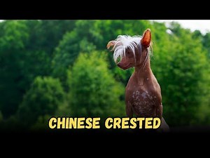 Chinese Crested, Hairless Dog Breeds Buying Cost, Diet, Care Sheet Guide for Beginners