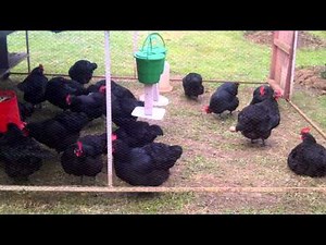 Malawi's Local Chikens