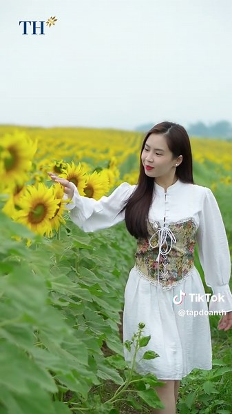 Cánh đồng hoa hướng dương của Tập đoàn TH chính thức mơ cửa đón khách tham quan từ ngày 16/12 🌻🌻 #tapdoanth #hoahuongduong #hoahuongduongth #TH #thtruemilk