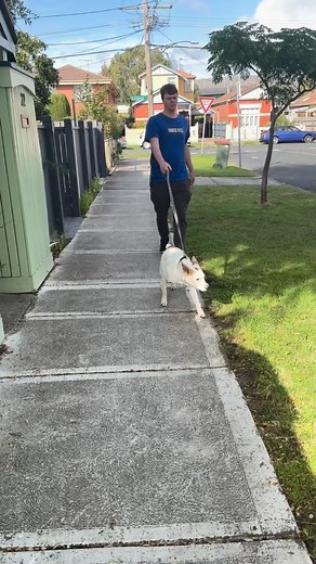 Did you know pulling is a learned behaviour? That’s right—dogs...