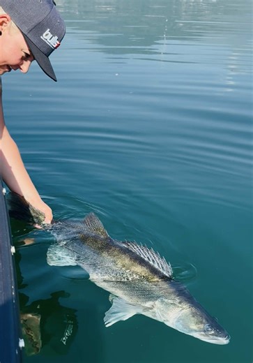 RELEASE THE BEAST ❤️🎣🎯 #zander #zanderfishing #fishing #catchandrelease #bullseyefishing