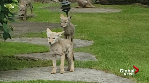 Pack of coyote pups play in Surrey backyard