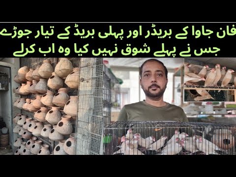 Fawn Java Sparrow breeding Setup|| ASA waqt Saloo Mai Aya Hai || Fawn Breeder Pair|| Asif Birds Farm
