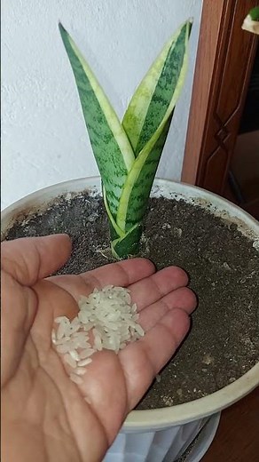 How to Care for and Propagate Snake Plants (Sword Flower): Do This