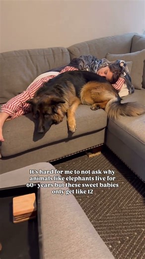 Dogs don’t get 60+ years like elephants…but they sure do fill the years they do get with nothing but