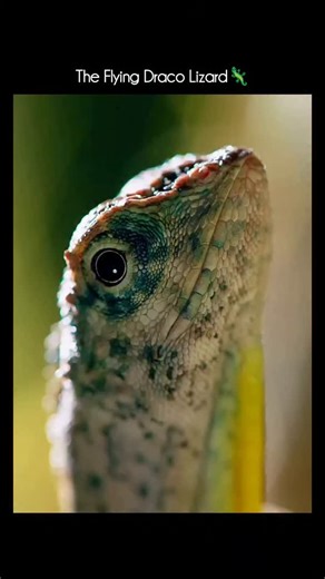 Animal Documentary & Science Concepts on Instagram: "Flying Draco Lizard (Flying Dragon) 🔹Scientific name: Draco (genus) 🔹Found in: Southeast Asia (India’s NE, Indonesia, Malaysia, Philippines) 🔹Can it really fly? ❌ No—it glides, not flies. 🔺Key features 🔹Has wing-like skin flaps called patagia, stretched over elongated ribs. 🔹Can glide 8–30 meters from tree to tree. 🔹Uses its tail as a rudder to steer mid-air. 🔹Bright throat flap (dewlap) used for display and communication. 🔺Lifestyle 