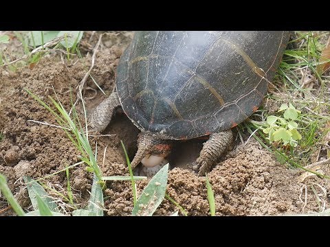 Eastern Painted Turtle Laying Eggs
