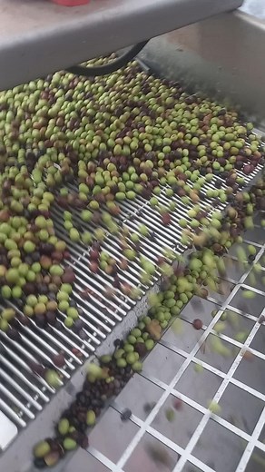 Automated Conveyor Belt System for Olive Processing
