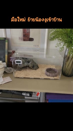 สิ่งจำเป็น ที่มือใหม่ จะต้องเตรียมความพร้อมก่อนพาน้องงูเข้าบ้านค่ะ #งูบอลไพธ่อน #สัตว์เลี้ยง #มือใหม่เลี้ยงงู