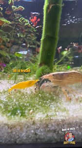 385K views · 22K reactions | Dusty Dubs BEST OF 2025 Animal Voiceovers 藍 | Dusty Dubs | Facebook