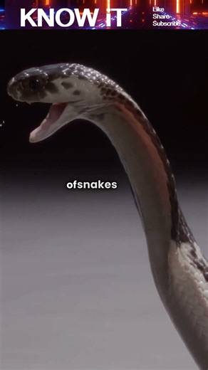 Are there Three Types of Snake Venom? 🐍