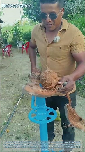 Präzise Kokosnussverarbeitung! Techniken zum manuellen Schälen