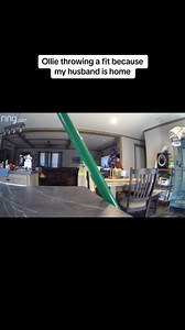 #theolliebirdfamily #funnyanimals #cockatoos | The Ollie Bird Family | Facebook