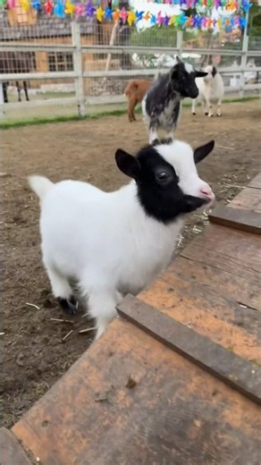The new babies first steps out of the barn! #goat #cute #farming #pygmygoat #baby