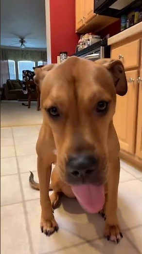 Dog rapping with flair