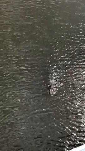 534K views · 1.3K reactions | WOW! Check out this video of a bull shark and an alligator swimming in the Indian River in Vero Beach. (: Gray Vinson) https://cbs12.com/chimein | CBS 12 News | Facebook