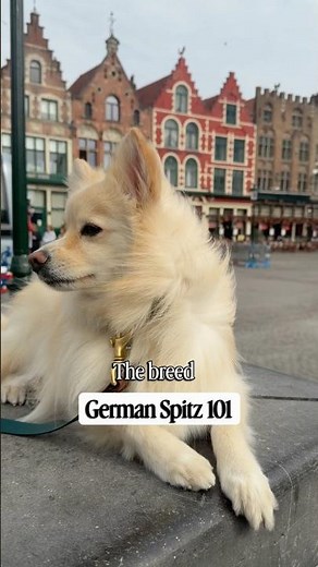 Welcome to German Spitz 101…| Mozart The Spitz