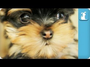 Cuddle With A Tiny Yorkie Puppy