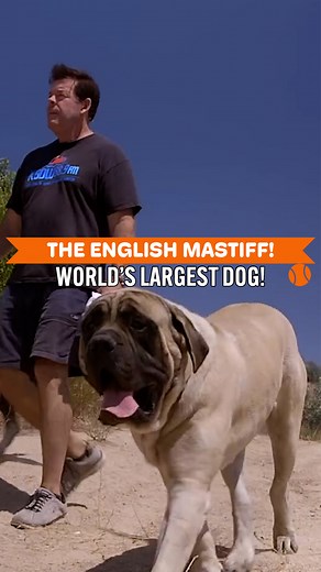 All About English Mastiffs, The Largest Dog 😍🐾 | Dogumentary TV