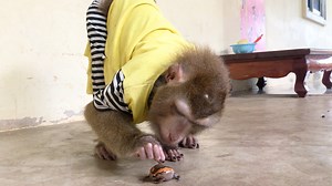 23K views · 560 reactions | Good Boy Jason Caution Gentle Touch Bullfrog To Sniff After Found It By Himself | Monkey Jason | Facebook