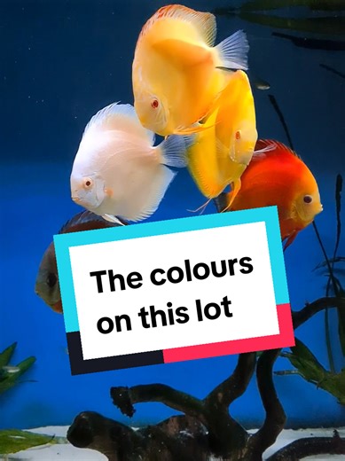 How a discus fish tank should be...