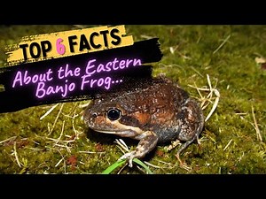 Facts About the Eastern Banjo Frog