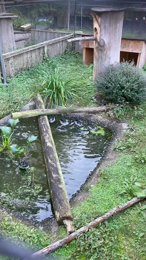 Rare Green Pygmy Geese: A Birdwatcher's Dream