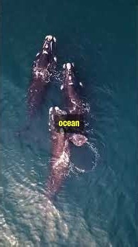 What Happens When a Massive Whalefall Hits the Seabed? #shorts #abyssalfacts #ocean