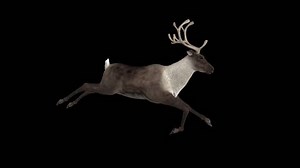 clip-20457601-reindeer---05-run-loop-side-view